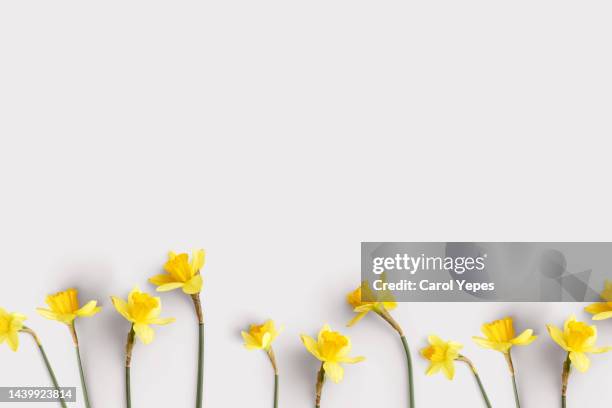 beautiful yellow flowers in white frame i - spring flat lay stock pictures, royalty-free photos & images