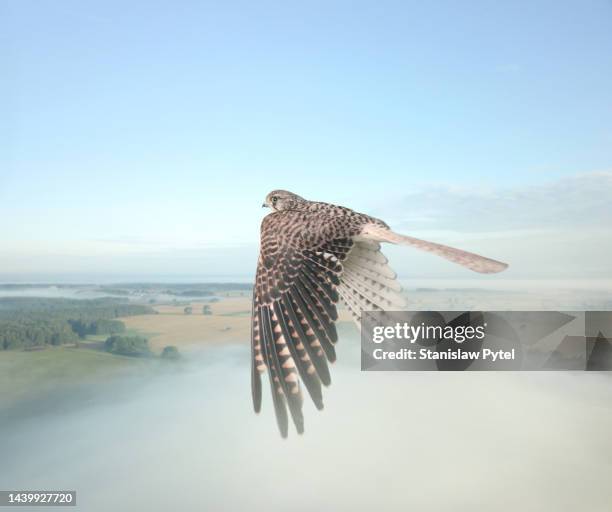 Kestrel Rear View Kestrel View Photos and Premium High Res Pictures - Getty Images
