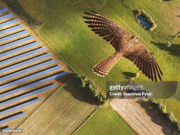 kestrel flying above solar farm and green agricultural fields - falcons stock pictures, royalty-free photos & images