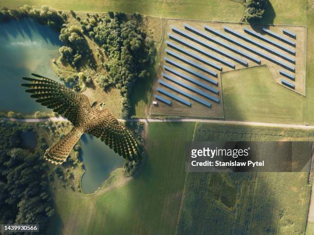 falcon flying above solar panel farm and rural, green landscape - falcon bird - fotografias e filmes do acervo