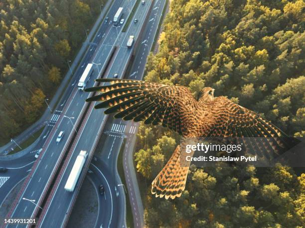 falcon flying above highway with roundabout in forest at sunset - falcon bird - fotografias e filmes do acervo