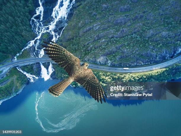 kestrel flying above ocean, rocky land, water fall and road - falcon bird stock-fotos und bilder