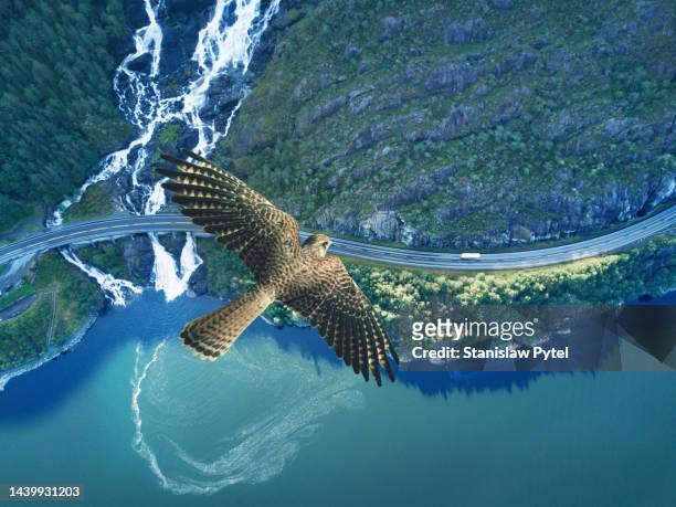 kestrel flying above ocean, rocky land, water fall and road - falcone foto e immagini stock