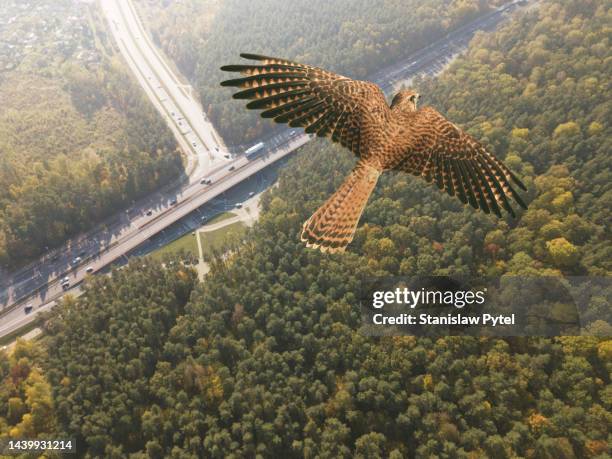 kestrel flying above highway in forest at autumn - bird of prey in flight stock pictures, royalty-free photos & images