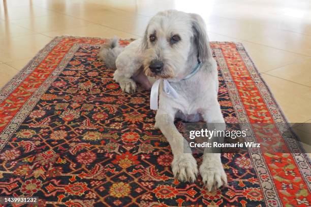 bergamasco sheepdog, freshly groomed, relaxing on persian rug - bergamasco sheepdog stock pictures, royalty-free photos & images