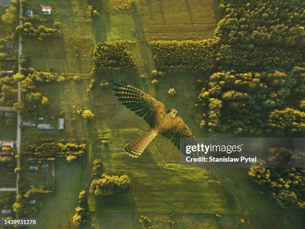 kestrel flying above green rural landscape with village, fields and forest at sunrise - cernícalo fotografías e imágenes de stock