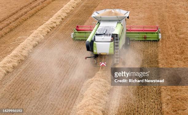 combine harvester - cereal plant stock pictures, royalty-free photos & images