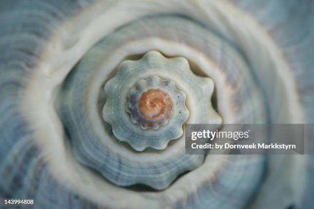colorful conch shell spiral - coquille et coquillage photos et images de collection