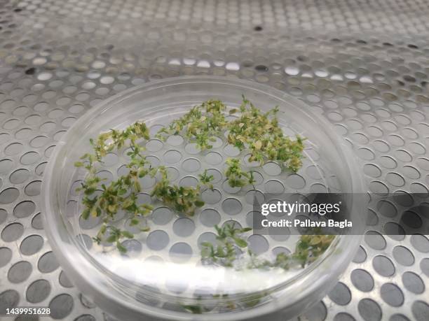 October 18: Sealed Petri Dish with genetically modified mustard plants in a laboratory on October 18,2022 in New Delhi, India. India is debating...