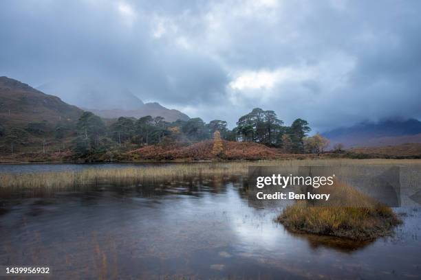Ross Reed Scotland 1,147 Ross Reed Stock Photos, High-Res Pictures, and Images - Getty Images