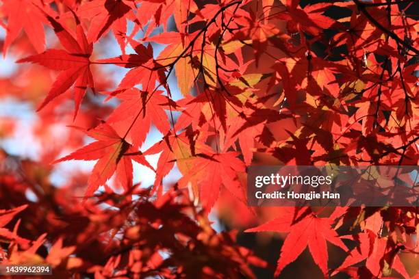 red maple leaves in autumn. - rust colored stock pictures, royalty-free photos & images