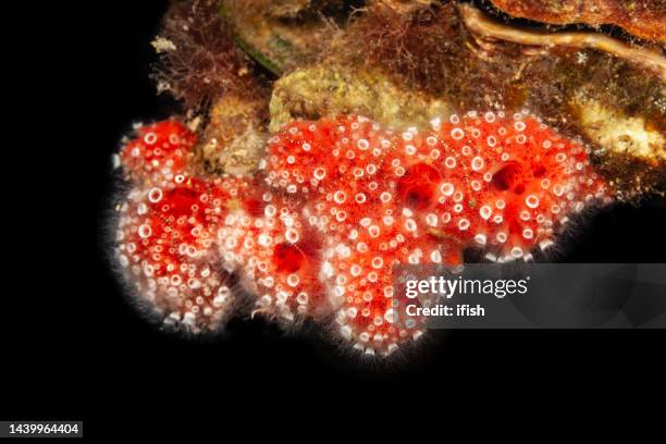 jellyfish nausithoe punctata, larval stage in red sponge, iro wreck, palau, micronesia - palau jellyfish stock pictures, royalty-free photos & images