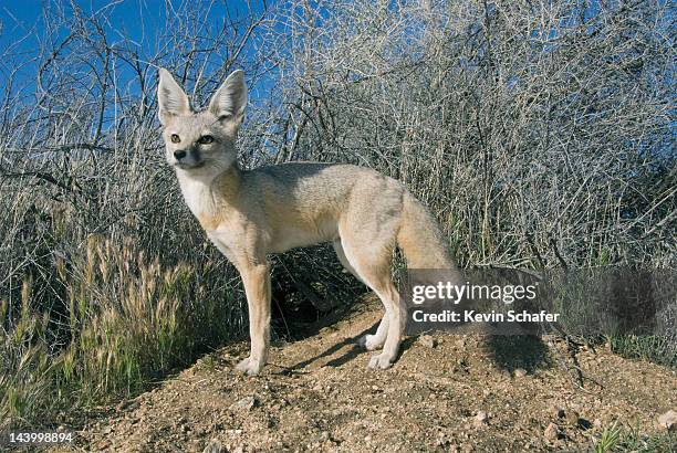san-joaquin-kit-fox.jpg?s=