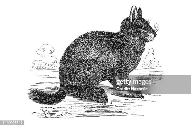 viscacha or vizcachas are rodents of two genera (lagidium and lagostomus) in the family chinchillidae - viscacha stock illustrations