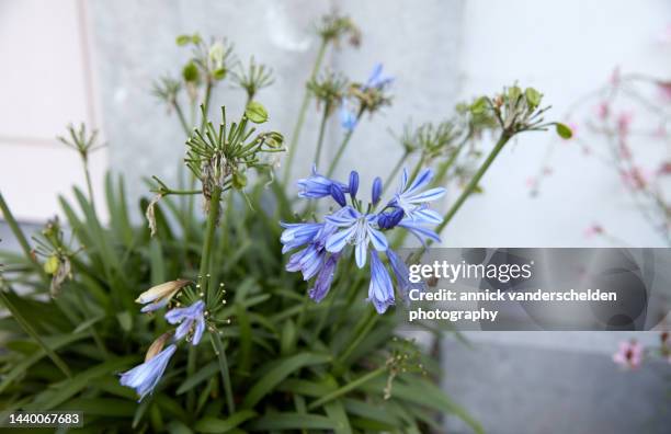 agapanthus - african lily stock pictures, royalty-free photos & images