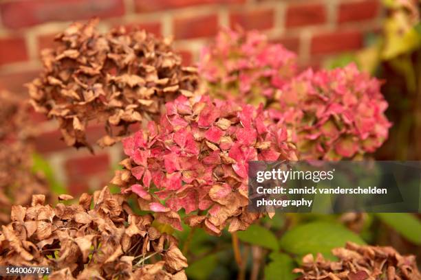 hydrangea - wilted stock pictures, royalty-free photos & images