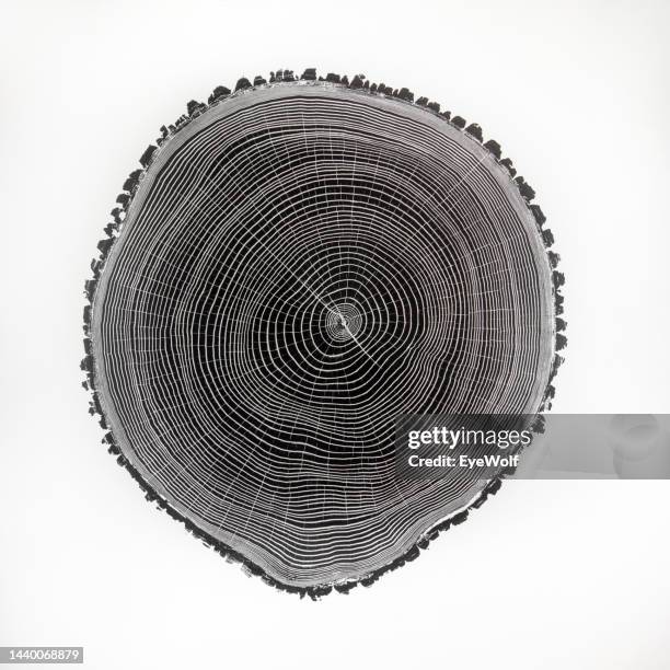 cross section relief print of tree rings - groeiring stockfoto's en -beelden