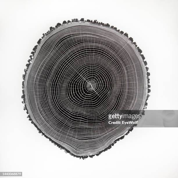 cross section relief print of tree rings - tree ring bildbanksfoton och bilder