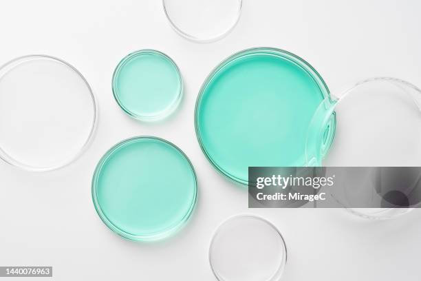 three petri dishes of various sizes with aqua colored culture medium - laboratory equipment stock pictures, royalty-free photos & images