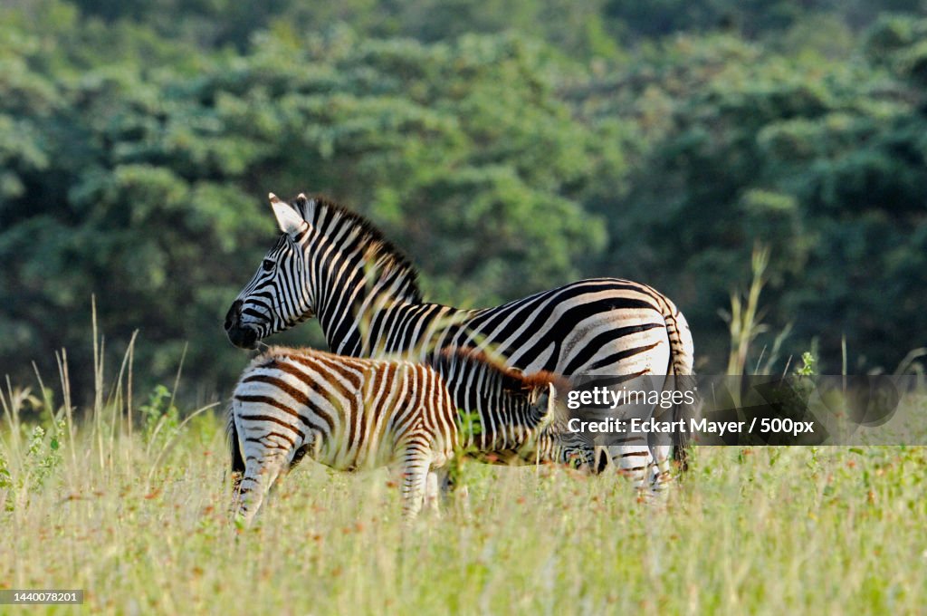 Two zebras,Entabeni,South Africa