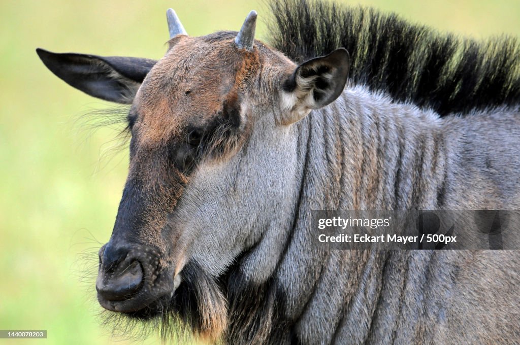Close-up of deer standing on field,Entabeni,South Africa