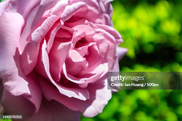 Large Roses Australia Closeup Of Pink Rose Canberra Australian Capital Territory Australia ...