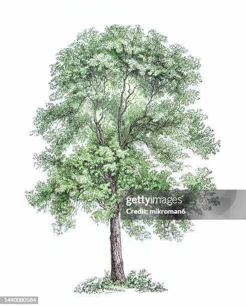 old engraved illustration of european ash tree (fraxinus excelsior) - ash tree stock-fotos und bilder