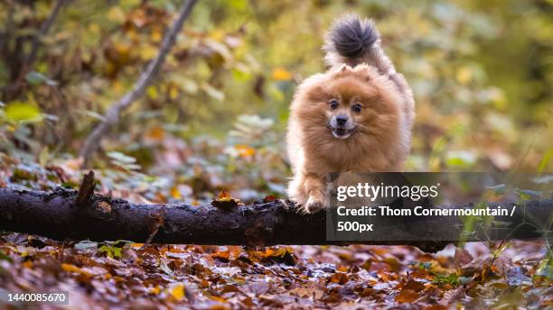 portrait of lap pomeranian on tree,horn,switzerland - thom little stock pictures, royalty-free photos & images