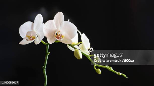 close-up of white flowers against black background - orchidee stock-fotos und bilder