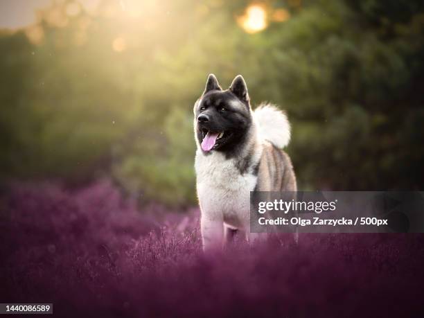 close-up of akita on field - akita stock pictures, royalty-free photos & images