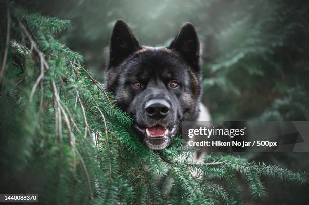 portrait of akita dog standing behind pine tree,indonesia - akita inu stock pictures, royalty-free photos & images