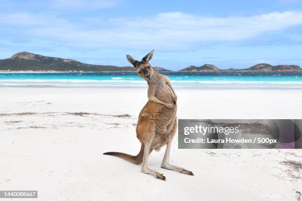 portrait of kangaroo relaxing on beach,lucky bay,australia - australian outback animals stock pictures, royalty-free photos & images