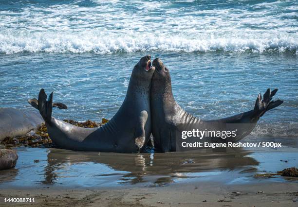 two sea lions in the sea,san simeon,california,united states,usa - säl bildbanksfoton och bilder