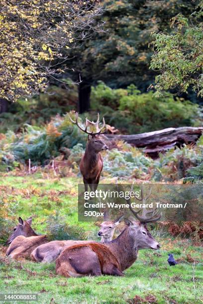 high angle view of red deer standing and resting on field,richmond park,richmond,united kingdom,uk - wayne gerard trotman stockfoto's en -beelden