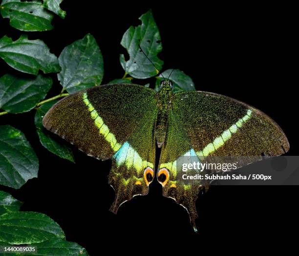 close-up of butterfly on plant - emerald swallowtail stockfoto's en -beelden