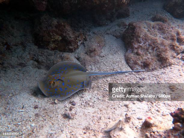 underwater view of blue spotted sting ray - taeniura lymma stock pictures, royalty-free photos & images
