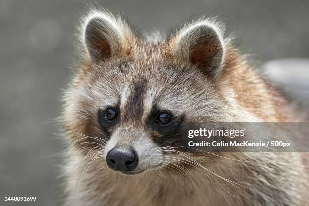 close-up portrait of fox,ontario,canada - tanuki stock pictures, royalty-free photos & images