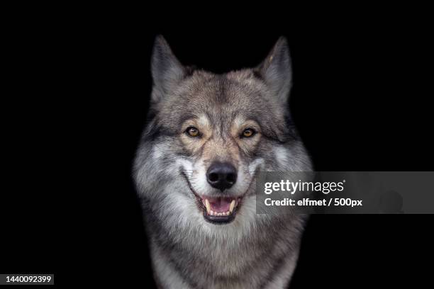 close-up portrait of gray wolf against black background,sondershausen,germany - wolf only white background stock pictures, royalty-free photos & images