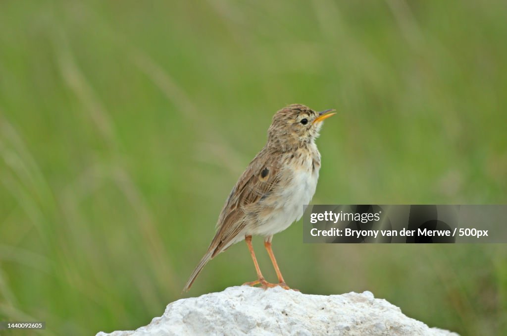 Close-up of songbird perching on rock