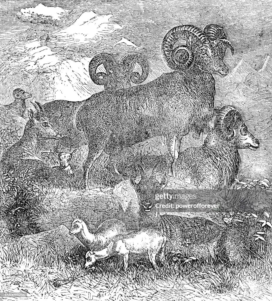 Argali or Mountain Sheep (Ovis Ammon) in the Altai Mountains, Kazakhstan - 19th Century