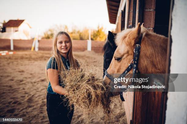 the girl feeds the horse - racehorse owner stock pictures, royalty-free photos & images