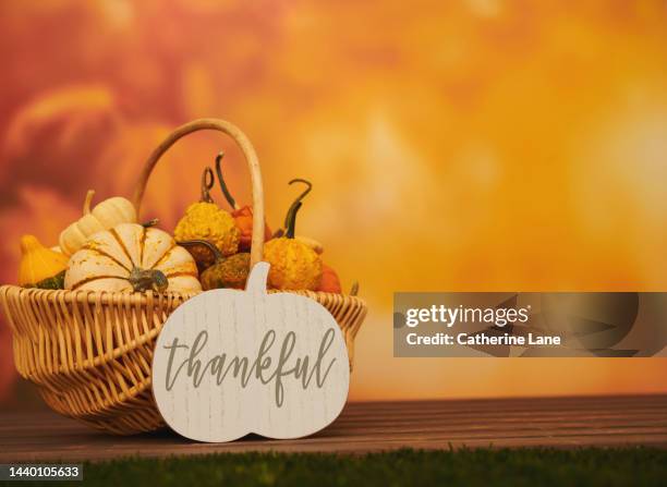 thanksgiving and fall background with basket of miniature pumpkins and a sign reading thankful. space for copy - gratitude foto e immagini stock