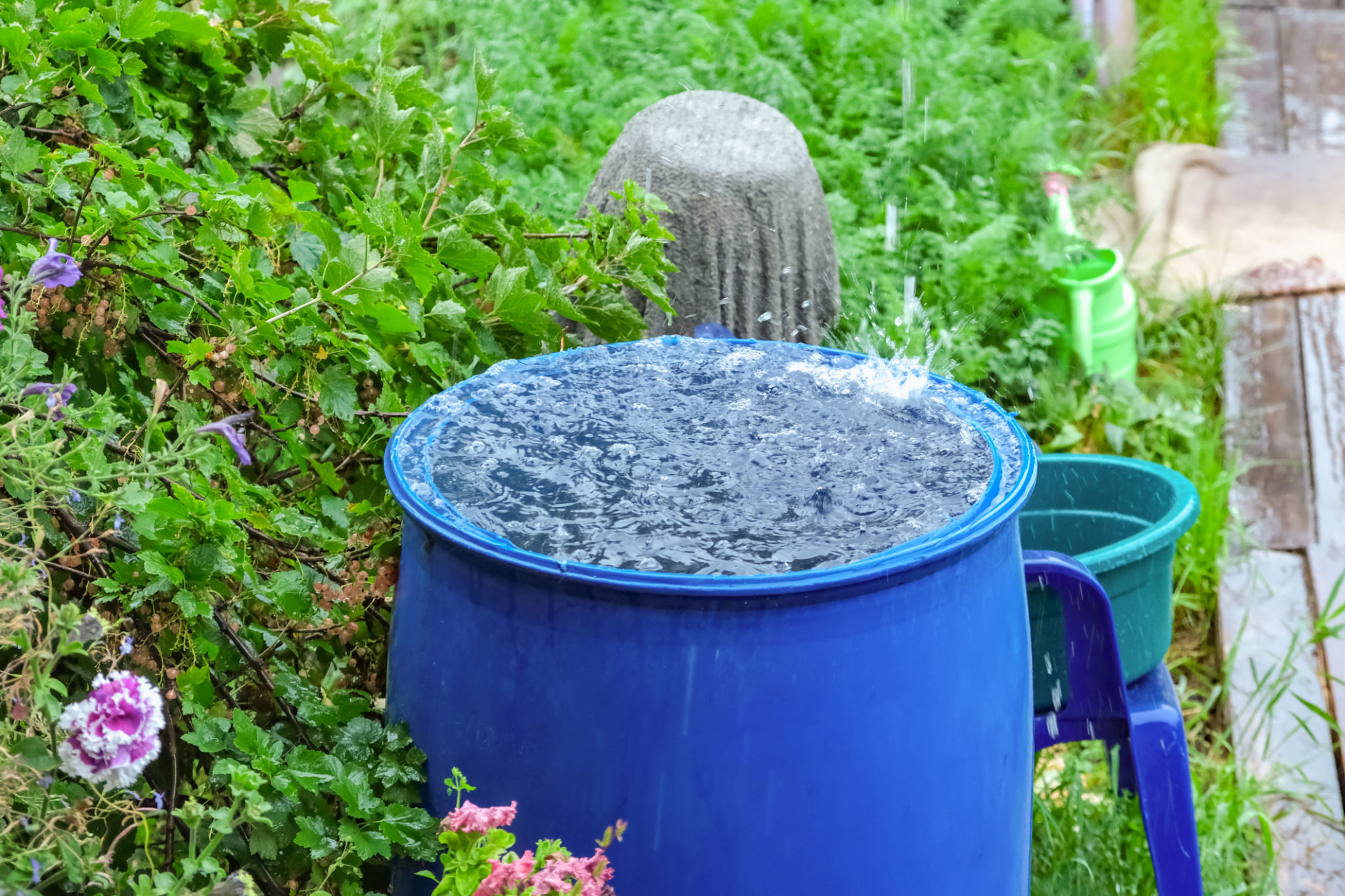 water conservation gardening