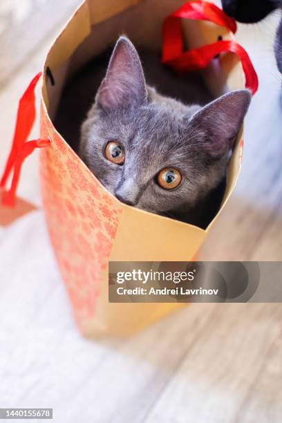 cute british kitten climbed into a gift craft bag for a gift. christmas gift. - funny christmas gift stockfoto's en -beelden