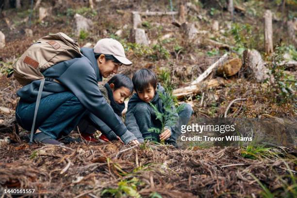 mother and two young sons volunteering and planting tree seedlings - family planting tree foto e immagini stock