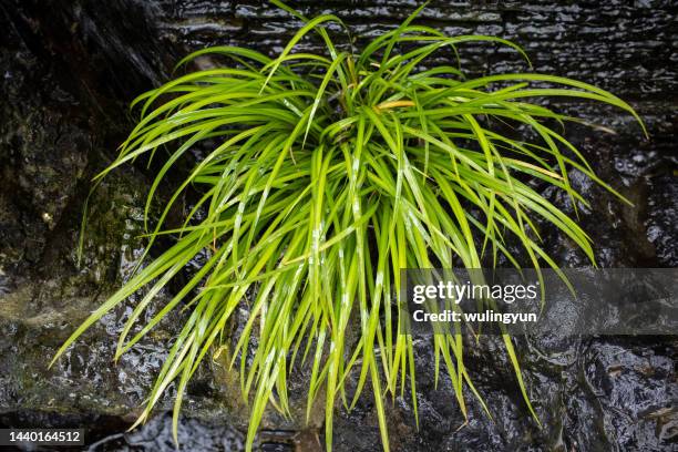 acorus gramineus - sweet flag or calamus (acorus calamus) stock pictures, royalty-free photos & images