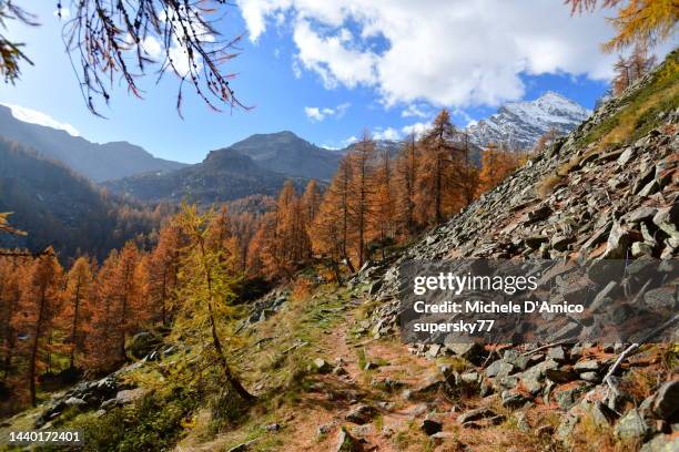 autumn larch forest in the alps - larch tree fotografías e imágenes de stock