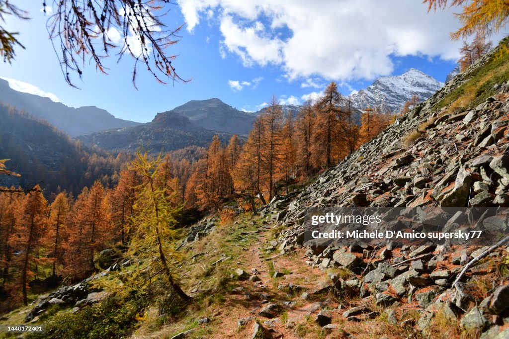 Autumn larch forest in the Alps