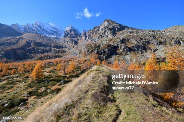autumn larch forest and grasslands at the treeline in the alps - larch tree fotografías e imágenes de stock