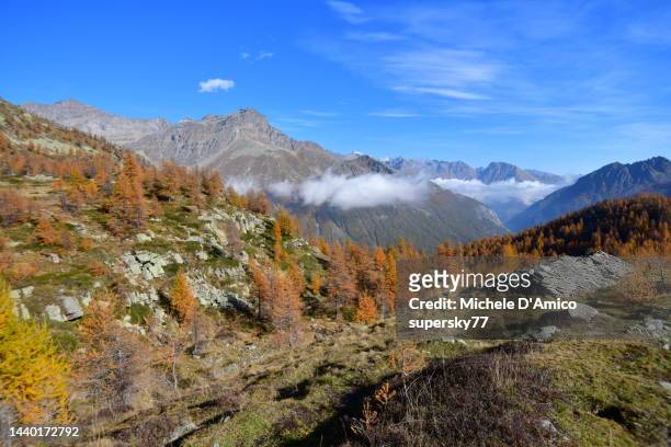 autumn larch forest and grasslands at the treeline in the alps - parc national de gran paradiso photos et images de collection